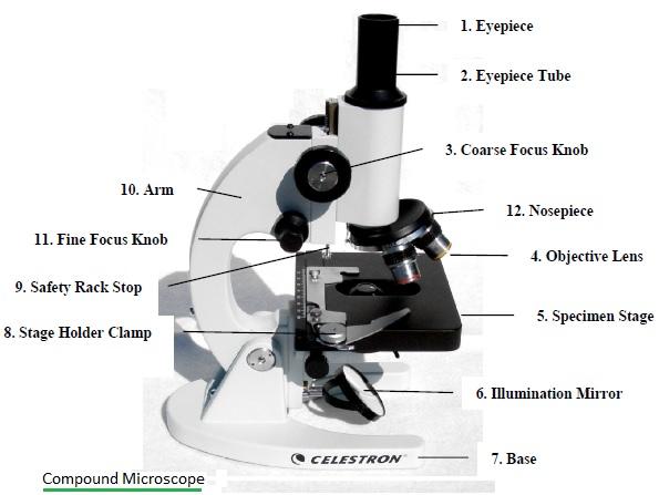 compound microscope